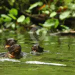 Galapagos-And-Amazon-Rainforest---Giant-Otters