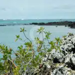 Galapagos-And-Amazon-Rainforest---Tintoreras