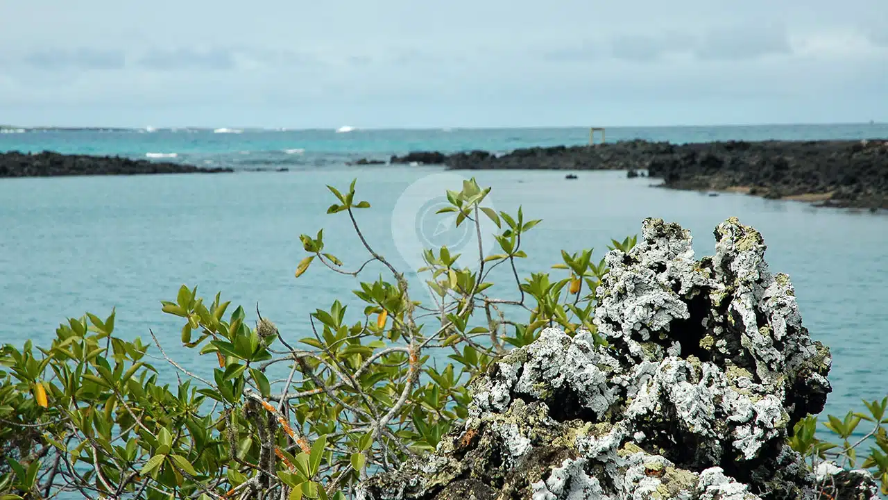 Galapagos-And-Amazon-Rainforest---Tintoreras