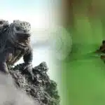 Galapagos-and-Amazon