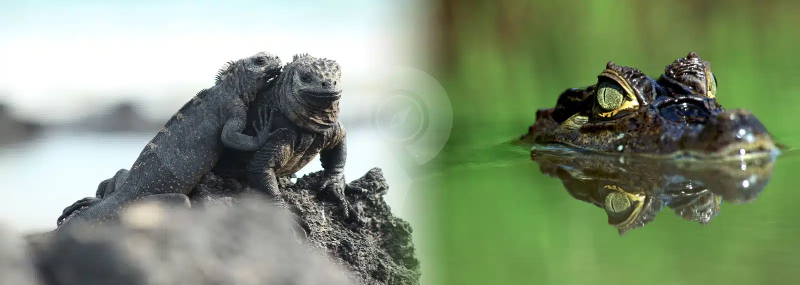 Galapagos-and-Amazon