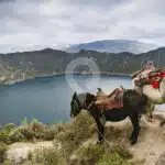 donkeys-at-quilotoa-lagoon