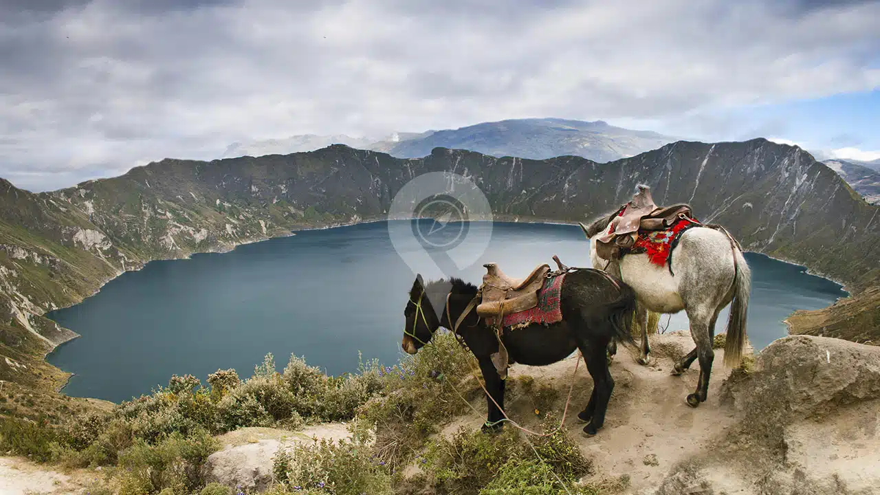 donkeys-at-quilotoa-lagoon