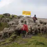 sheep-herd-near-quilotoa