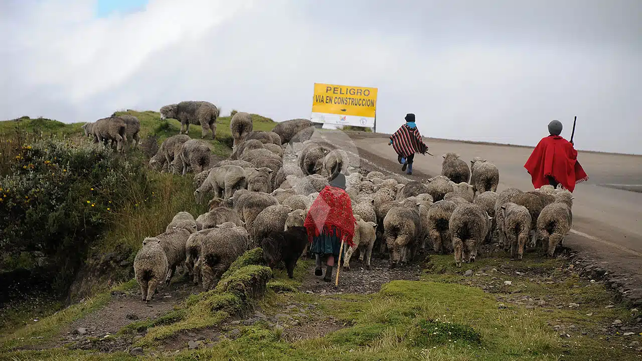 sheep-herd-near-quilotoa