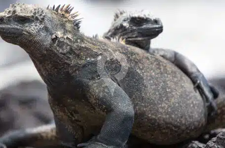 Galapagos-Travel-Guide