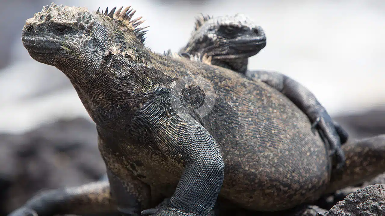 Galapagos-Travel-Guide