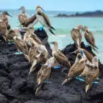 Blue-Footed-Boobies-at-Bartholomew