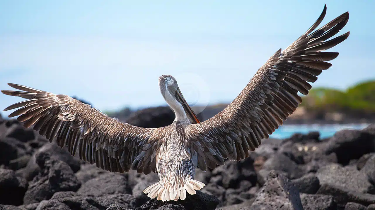 Brown-Pelican-at-Kicker-Rock