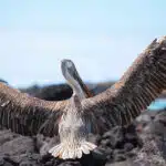 Brown-Pelican-at-Kicker-Rock