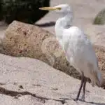 Cattle-Egret-at-Kicker-Rock