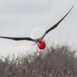 Frigatebird-at-South-Plazas