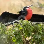 Galapagos Exploration Frigatebird-Hill