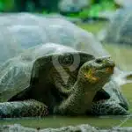 Galapagos Exploration Highlands