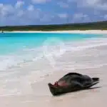 Galapagos Exploration Sea-Lion