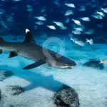 Galapagos-Land-Tours-Bahia-Sharks-At-Tour