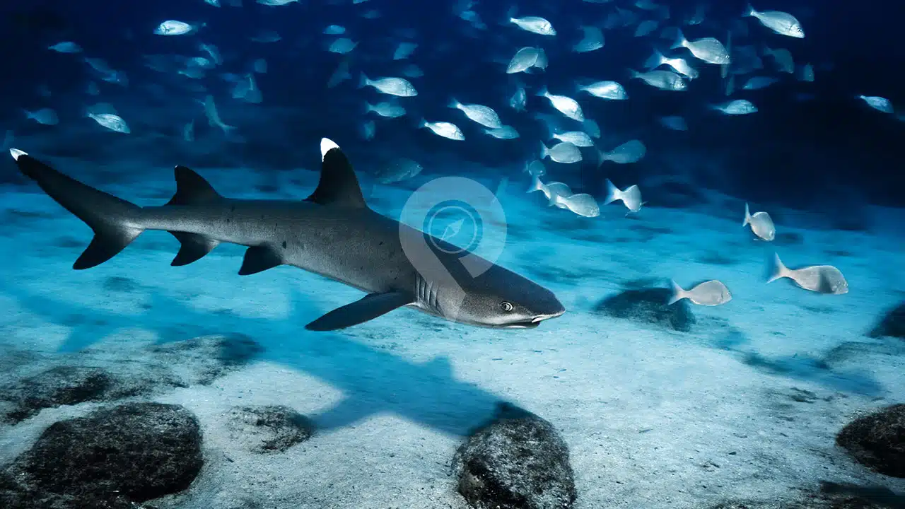 Galapagos-Land-Tours-Bahia-Sharks-At-Tour