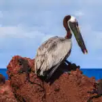 Galapagos-Land-Tours-Brown-Pelican-at-Tortuga-Bay