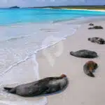 Galapagos-Land-Tours-Espanola-Beach