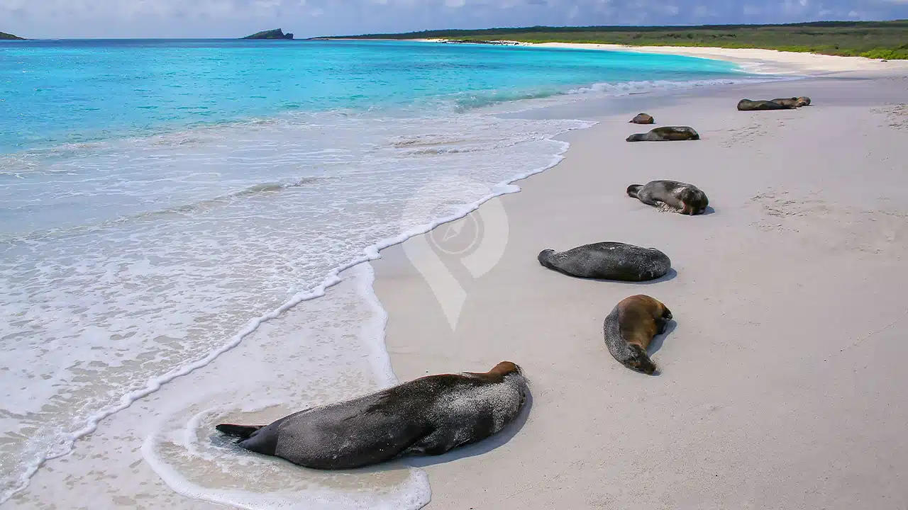 Galapagos-Land-Tours-Espanola-Beach