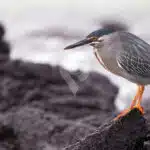 Galapagos-Land-Tours-Lava-Heron-At-Bahia-Tour