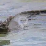 Galapagos-Land-Tours-Marine-Iguanas-at-Tortuga-Bay