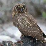Galapagos-Land-Tours-Short-Eared-Owl-At-Highlands
