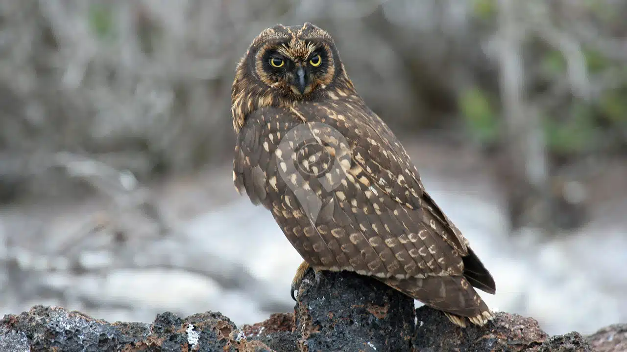 Galapagos-Land-Tours-Short-Eared-Owl-At-Highlands