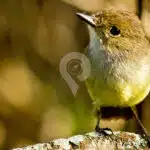 Galapagos-Land-Tours-Yellow-Warbler-At-Highlands