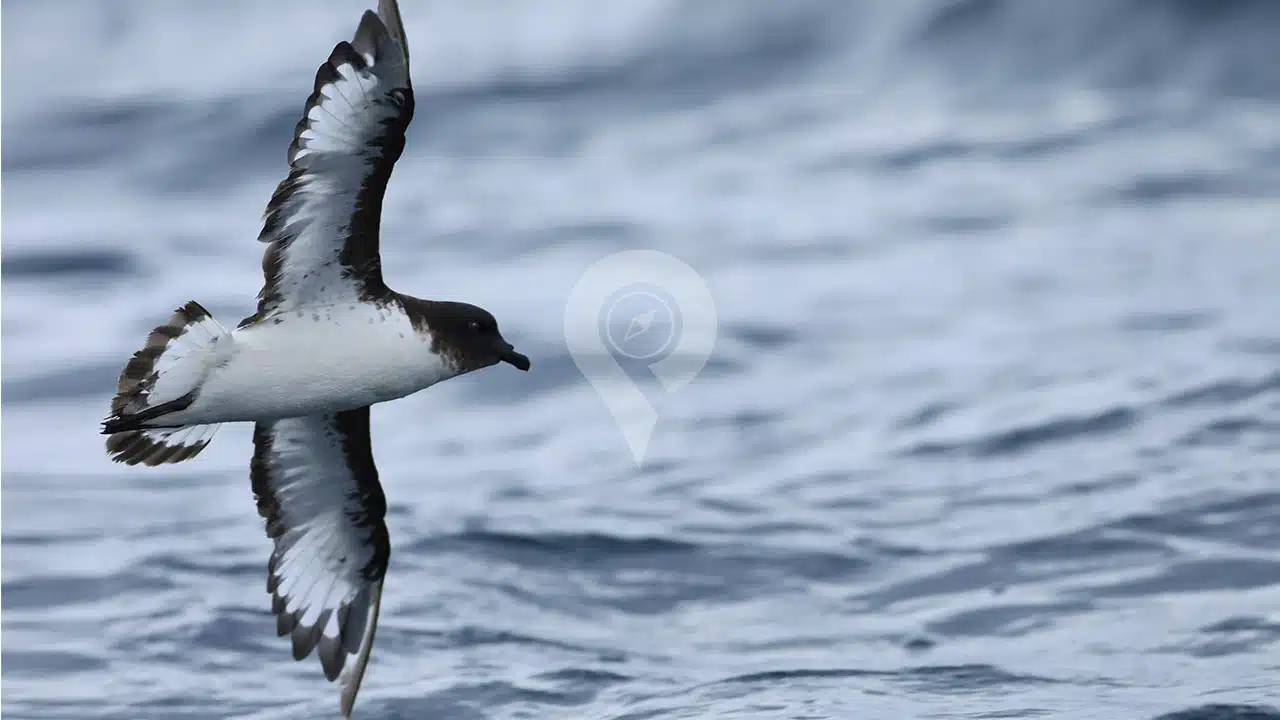 Galapgos-Petrel-at-Kicker-Rock