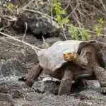 Giant-Tortoise-at-Charles-Darwin-Station