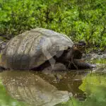 Giant-Tortoise-at-the-Highlands