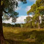 Highlands-in-Santa-Cruz