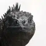 Iguana-at-Santa-Fe