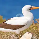 Nazca-Booby-at-South-Plazas