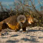 Coral-Galapagos-Yachts-landiguana