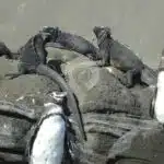 Coral-Galapagos-Yachts-penguins-&-inguanas