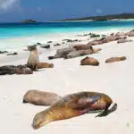 Coral-Galapagos-Yachts-sealions