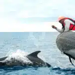 Legend-Galapagos-Yacht-dolphins