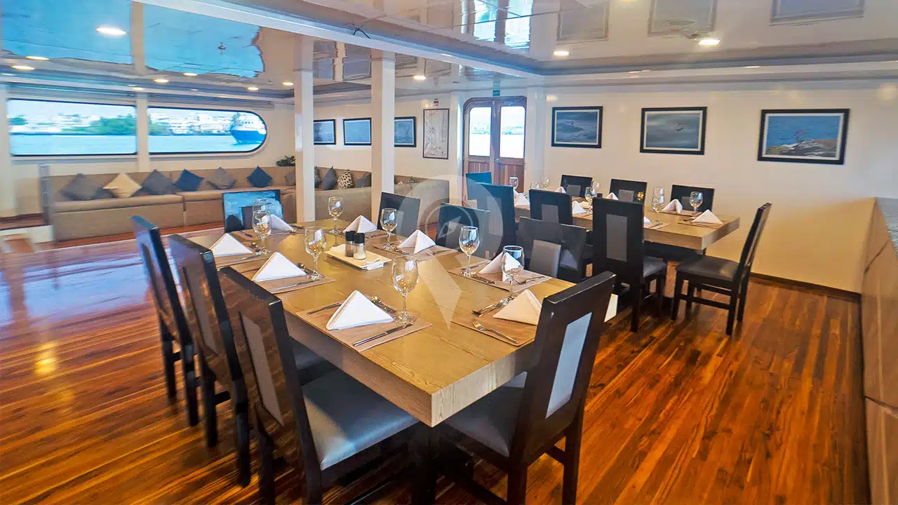 Petrel-Galapagos-Catamaran-social-area3