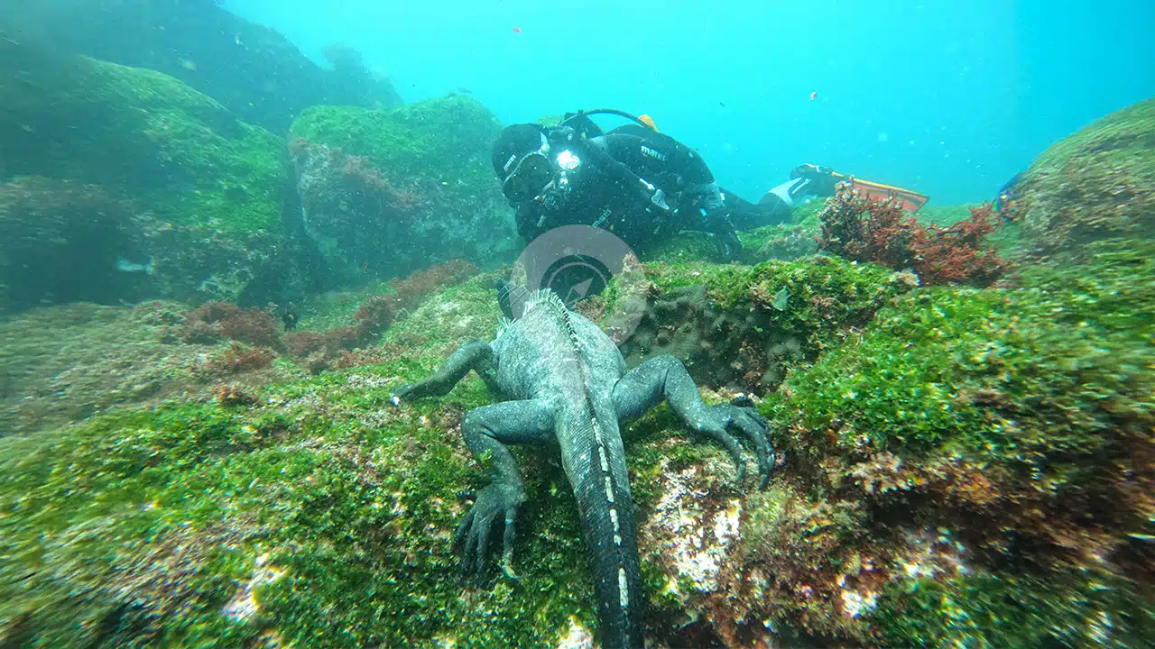 Galaxy-Diver-II-diving-3