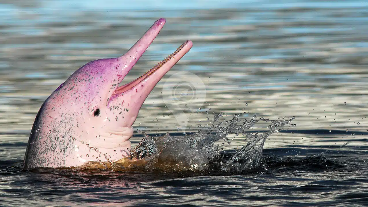 Amazon-Dolphin-Lodge-wildlife-02