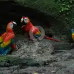 Napo-Wildlife-Center-wildlife-01