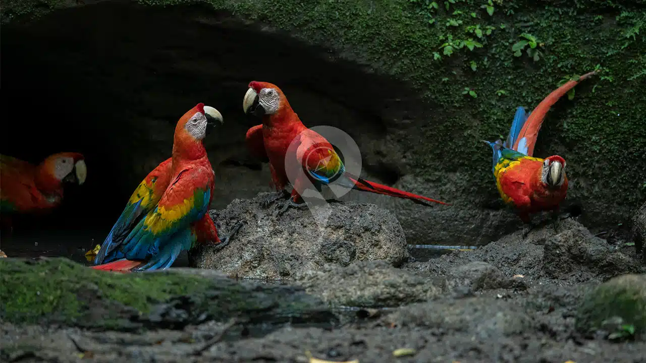 Napo-Wildlife-Center-wildlife-01