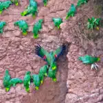 Napo-Wildlife-Center-wildlife-02