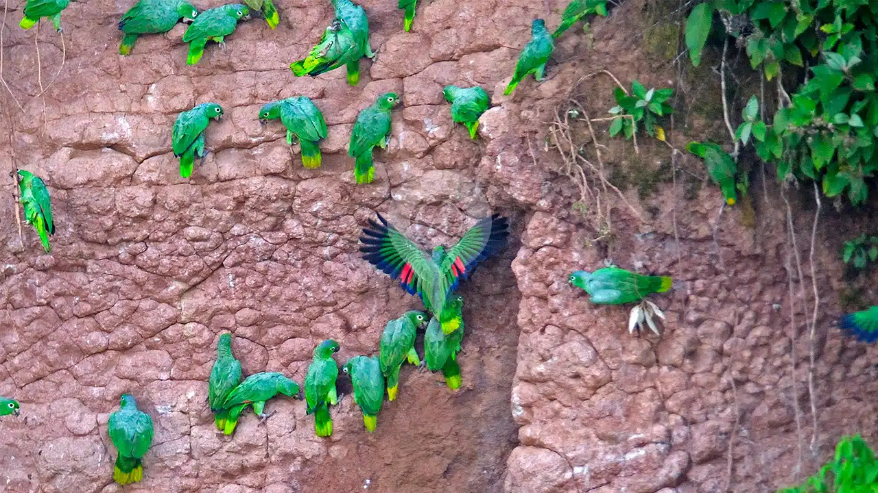Napo-Wildlife-Center-wildlife-02