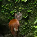 Napo-Wildlife-Center-wildlife-03