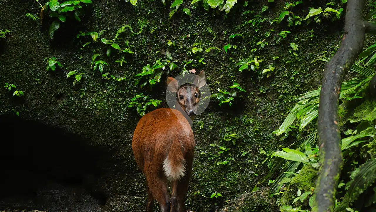 Napo-Wildlife-Center-wildlife-03
