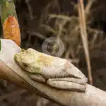 Napo-Wildlife-Center-wildlife-04