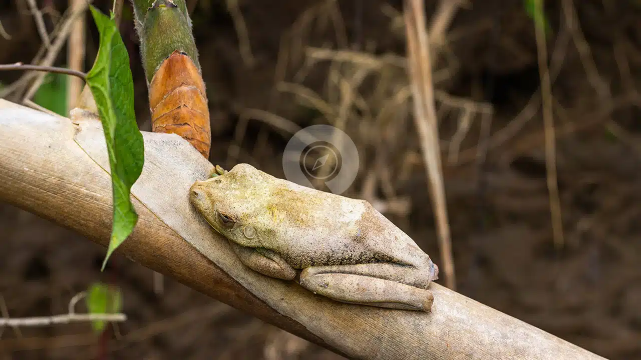 Napo-Wildlife-Center-wildlife-04
